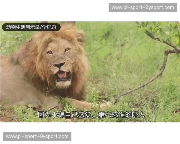 马其顿的雄狮与土耳其的月牙：一场穿越时空的宿命对决